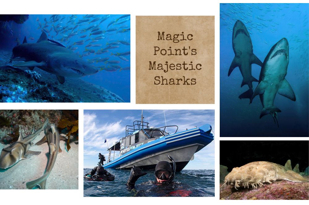 Dive Magic Point: Discover Majestic Sharks & Diverse Marine Life