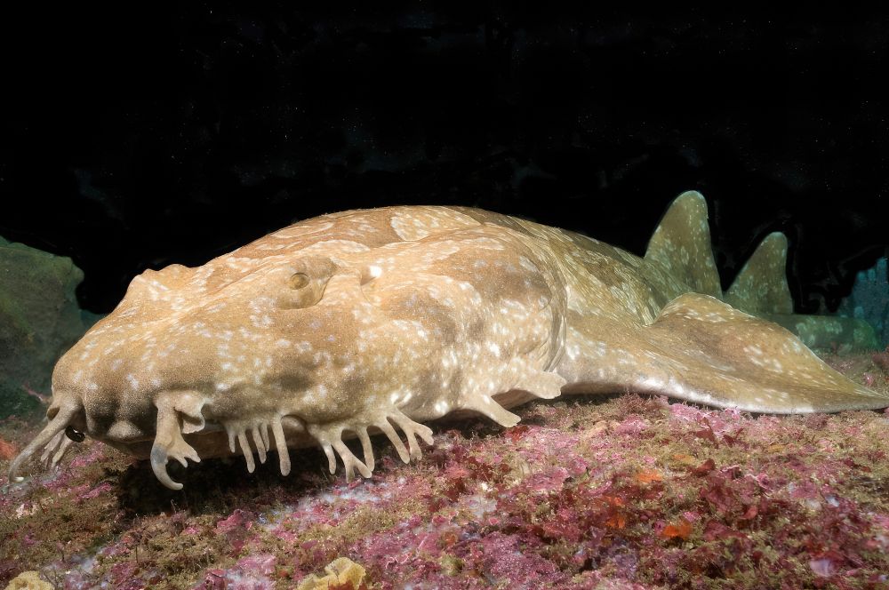 wobbegong sharks blend in with the various rock formations