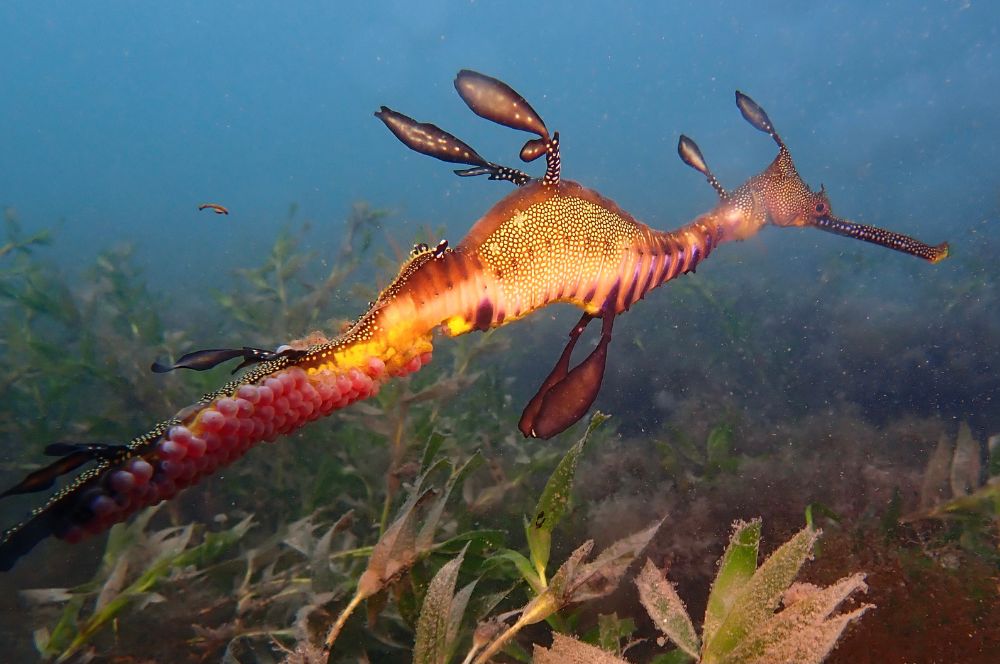 A male Leafy Sea Dragon carrying eggs in its tail
