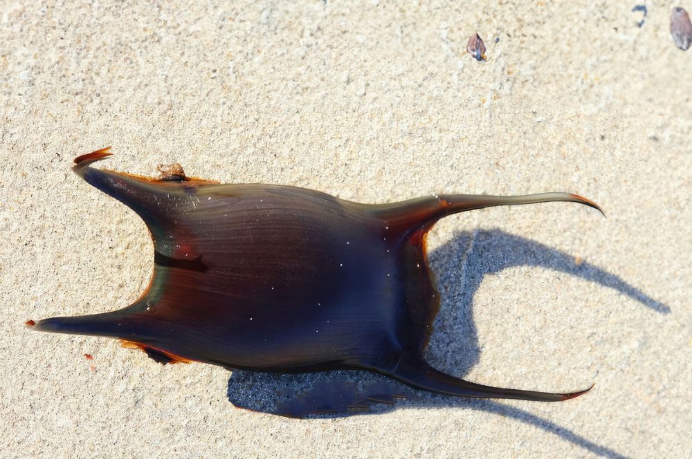 Beachcombing guide: what to find on the seashore, plus the best beaches to  search - Countryfile.com