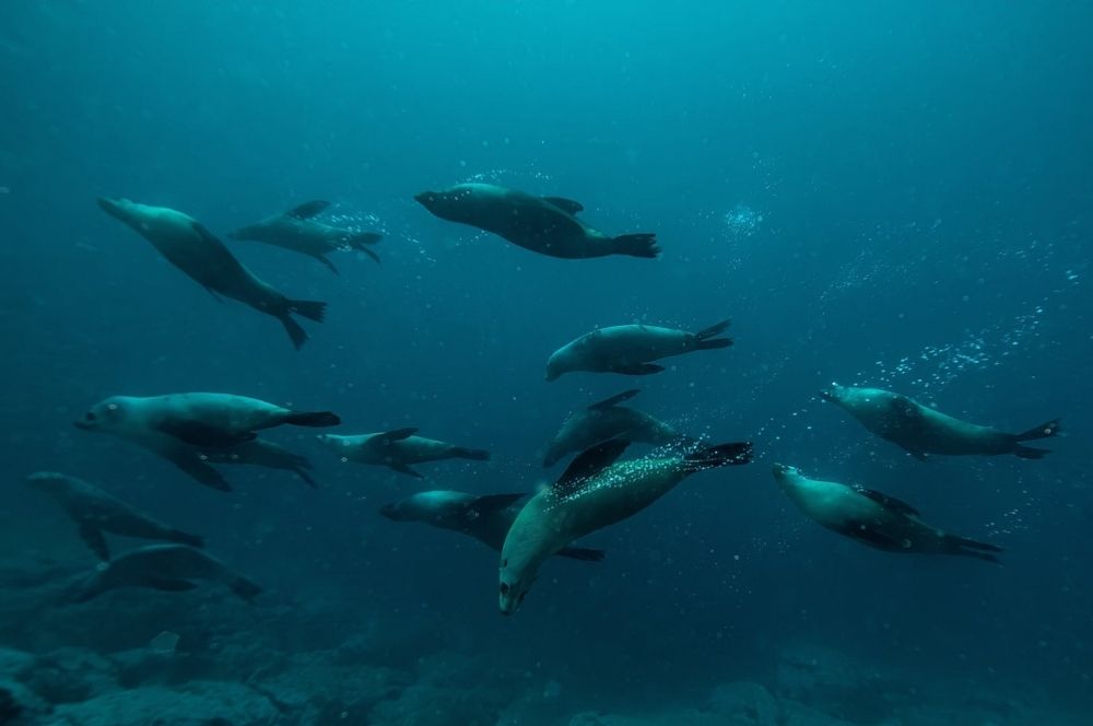 Fur Saals at Montague Island