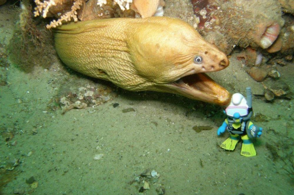 Are Moray Eels Dangerous to Scuba Divers?