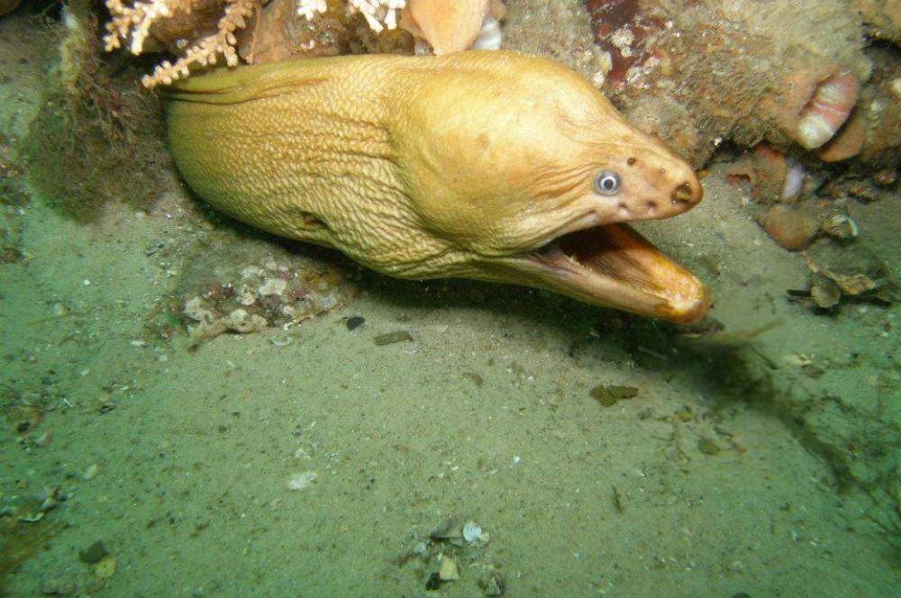 A Moray coming out from under the rocks