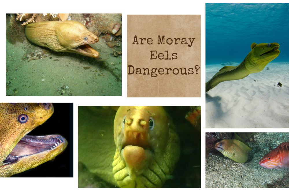 Are Moray Eels Dangerous to Scuba Divers?