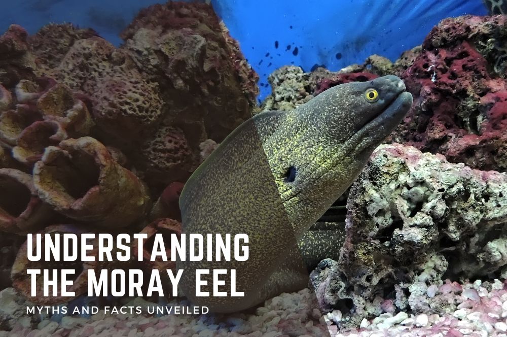 Understanding The Moray Eel: Myths And Facts Unveiled