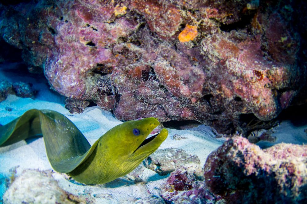 A green moray eel swimming among coral reefs