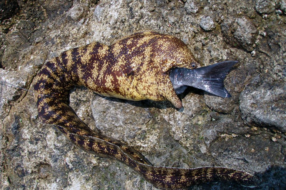 A moray eel's pharyngeal jaws capturing prey