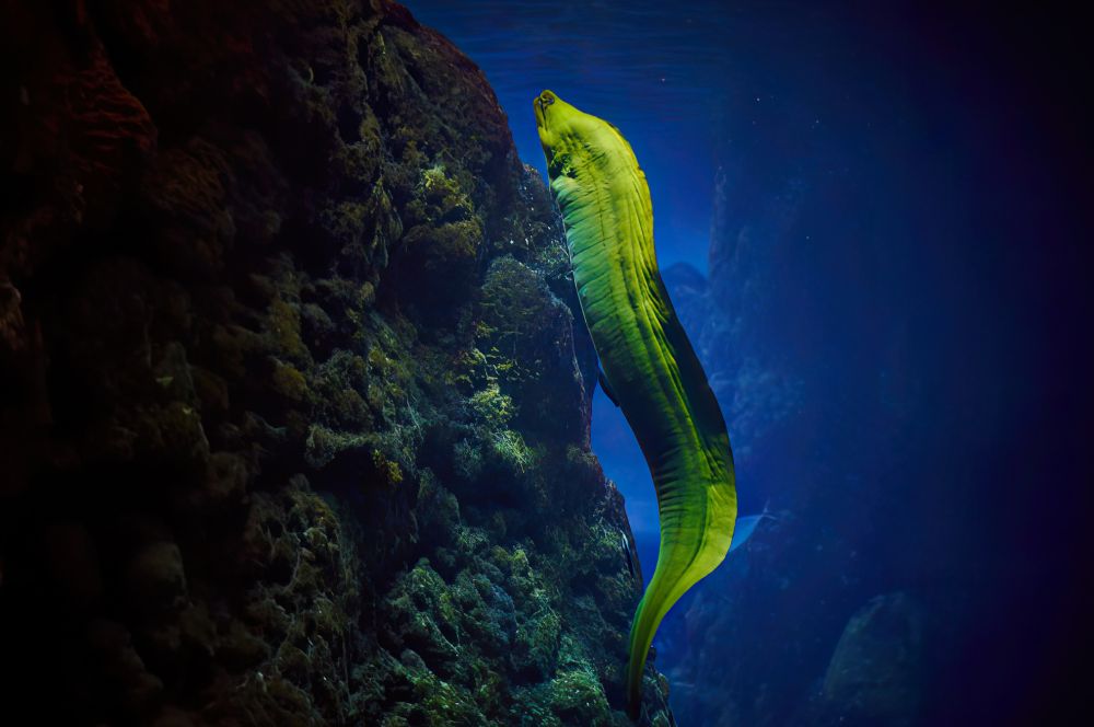 A moray eel engaging in nocturnal predation
