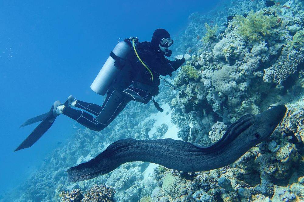 A moray eel coexisting with scuba divers in a reef environment