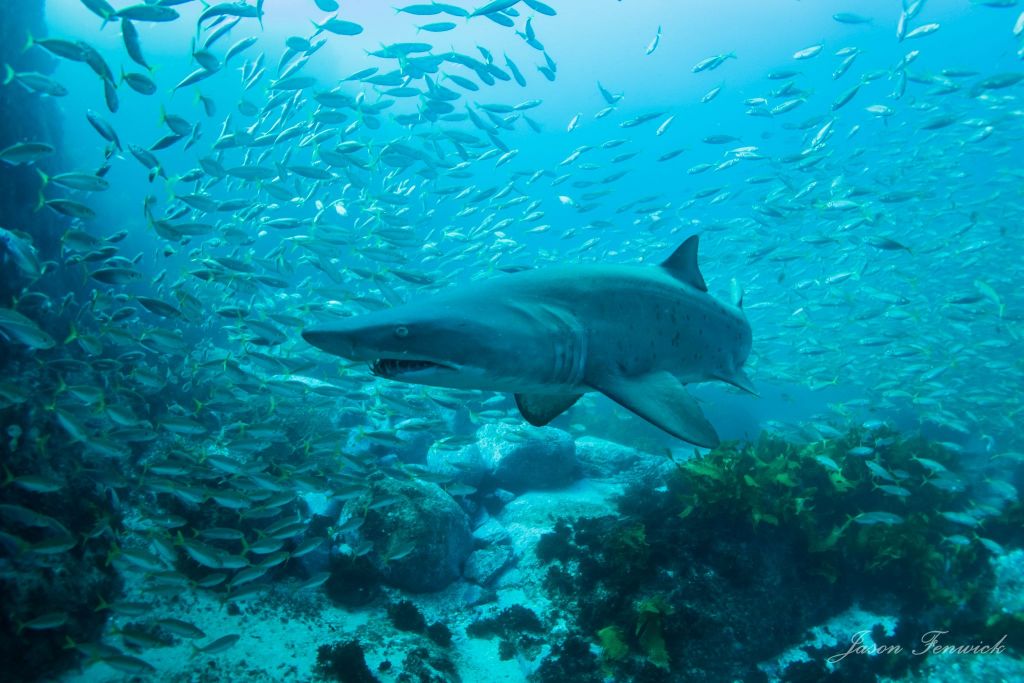 Diving with grey nurse at Nelson Bay