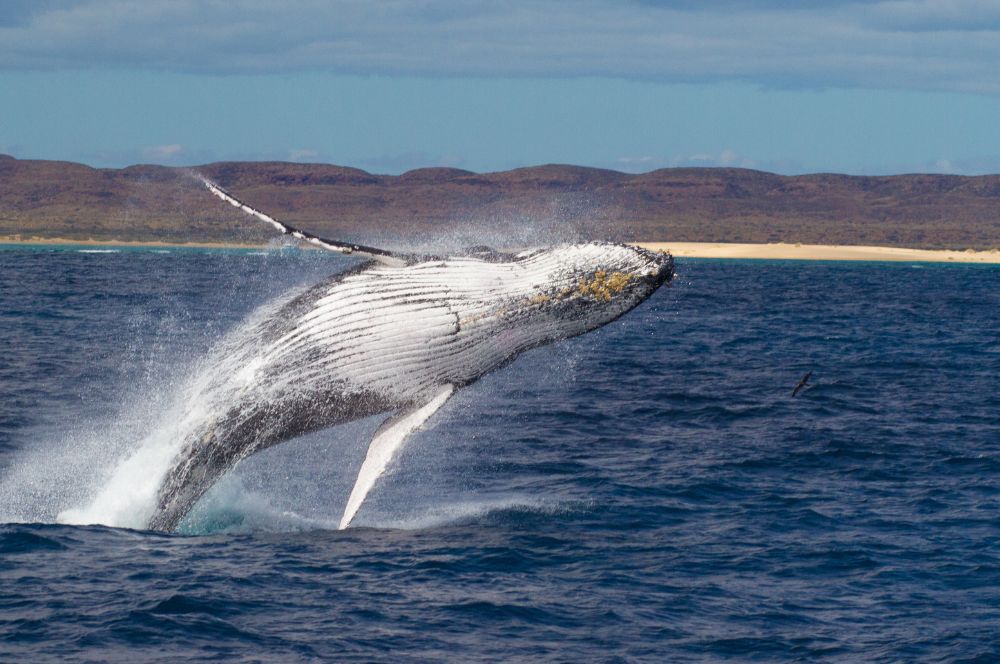 A humpback whales breaching in the waters of Ningaloo Reef