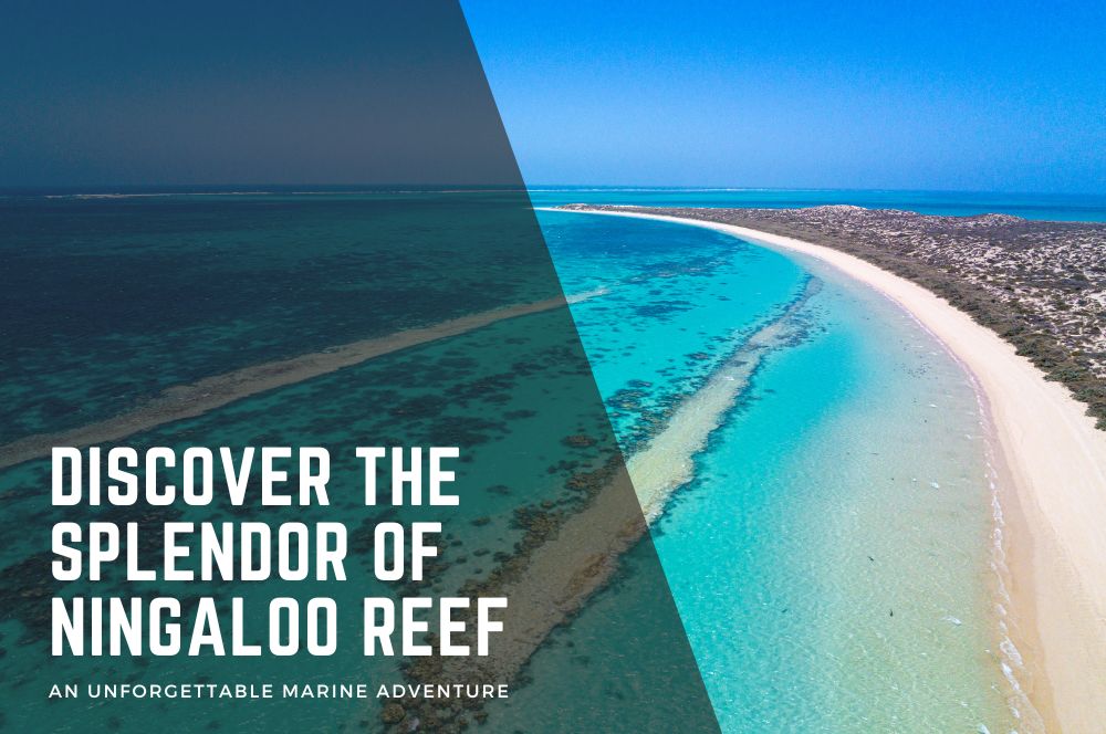 Ningaloo-reef.jpg