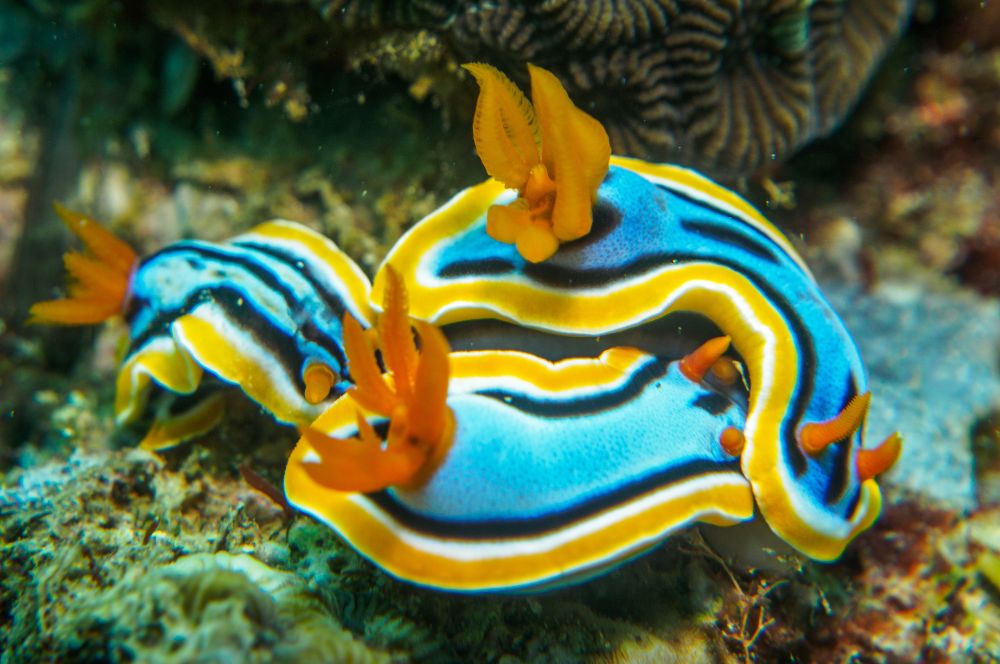 Colourful nudibranchs in a vibrant underwater environment