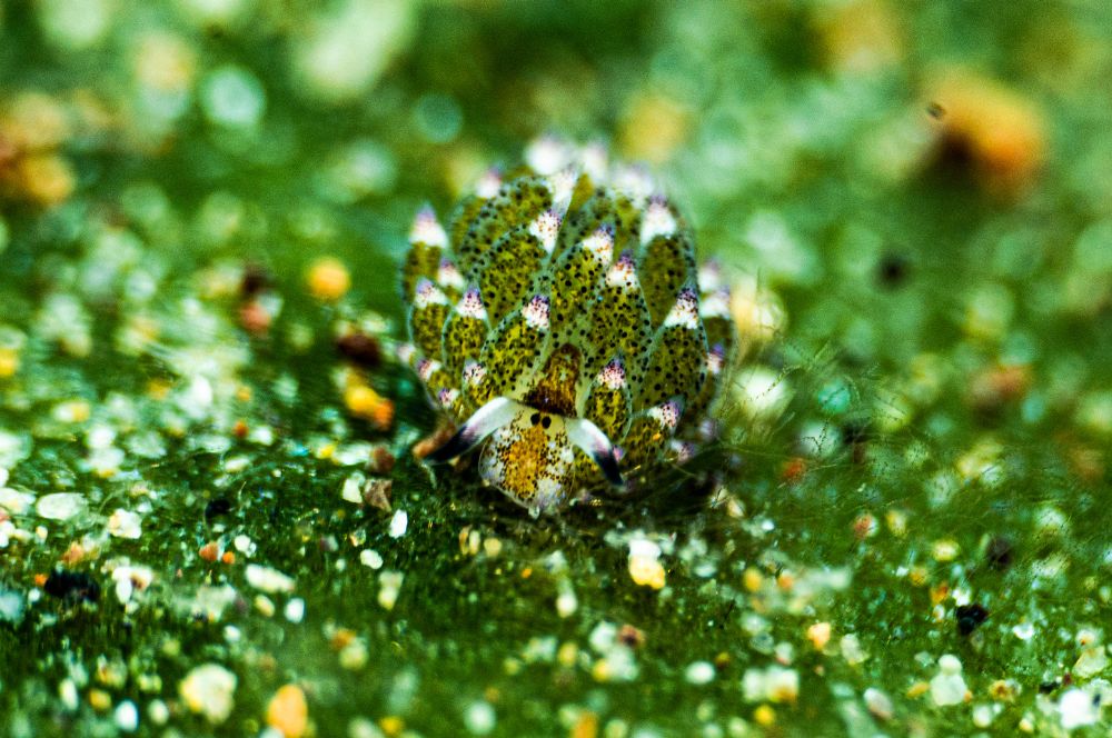 A camouflaged nudibranch blending into its surroundings
