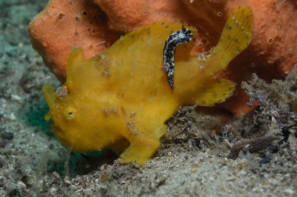 Hairy frogfish with a friendly Nudibranch