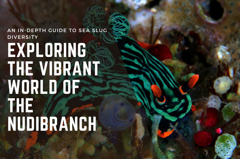 Exploring The Vibrant World Of The Nudibranch: An In-depth Guide To Sea Slug Diversity