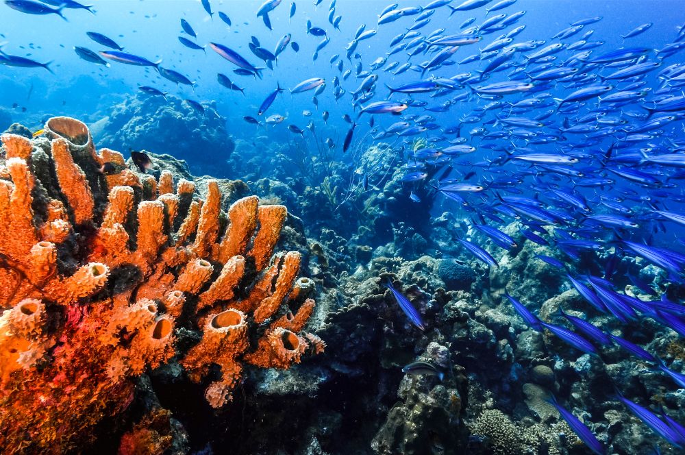 How Scuba Diving Promotes Environmental…