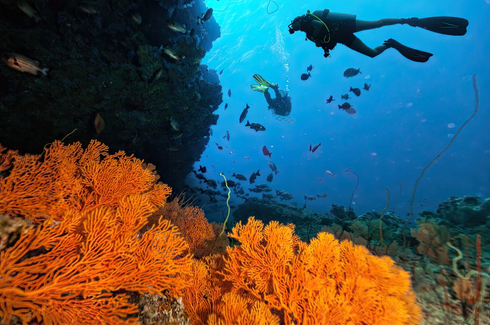 Scuba divers exploring a coral reef