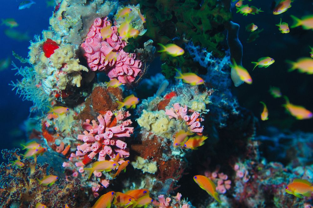 Colourful coral reef as natural art