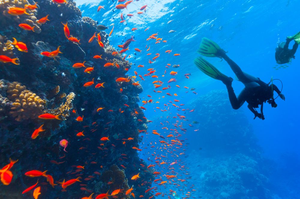 Scuba divers in the ocean, exploring the underwater world