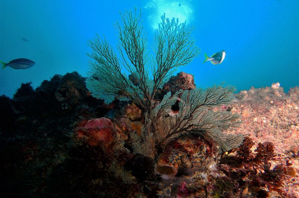 pristine reefs in Sydney