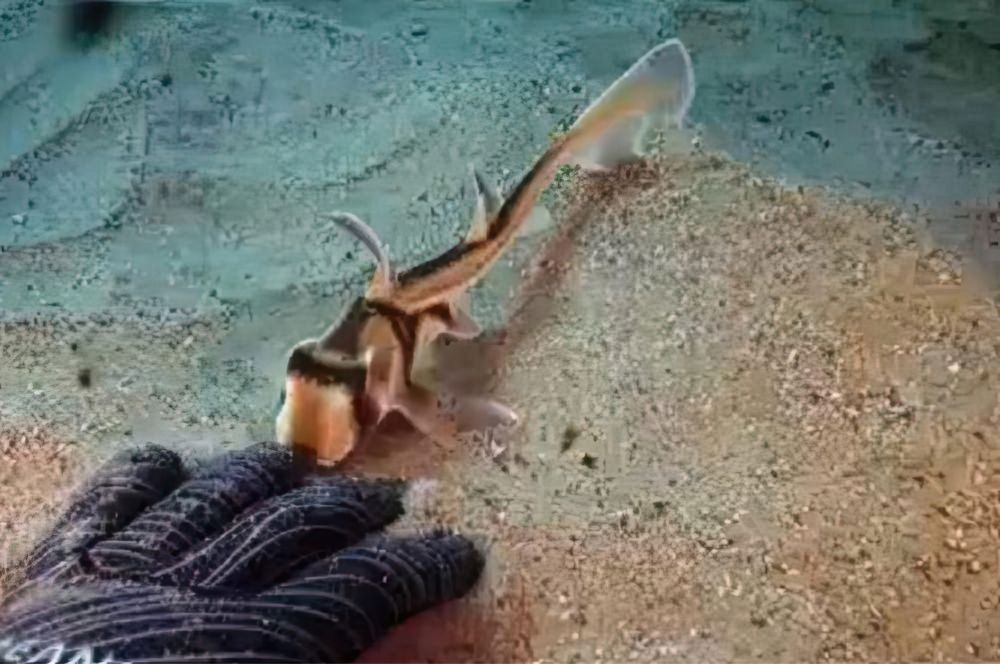 A young hatch a Port Jackson Shark interacting with a diver