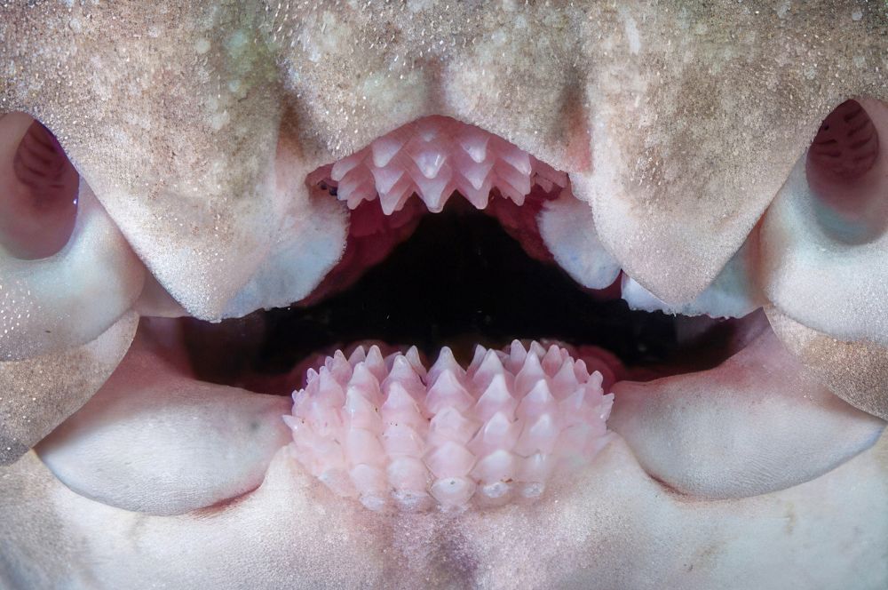  Port Jackson Shark teeth, note the more pointed teeth at the front