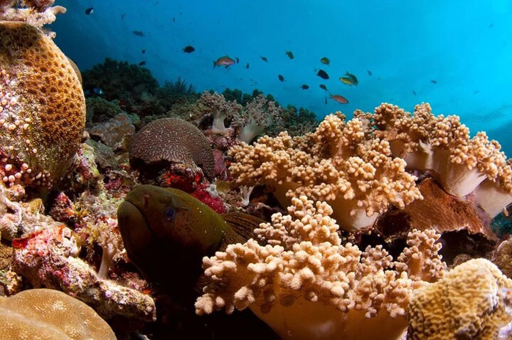 Philippine Siren Diving 
