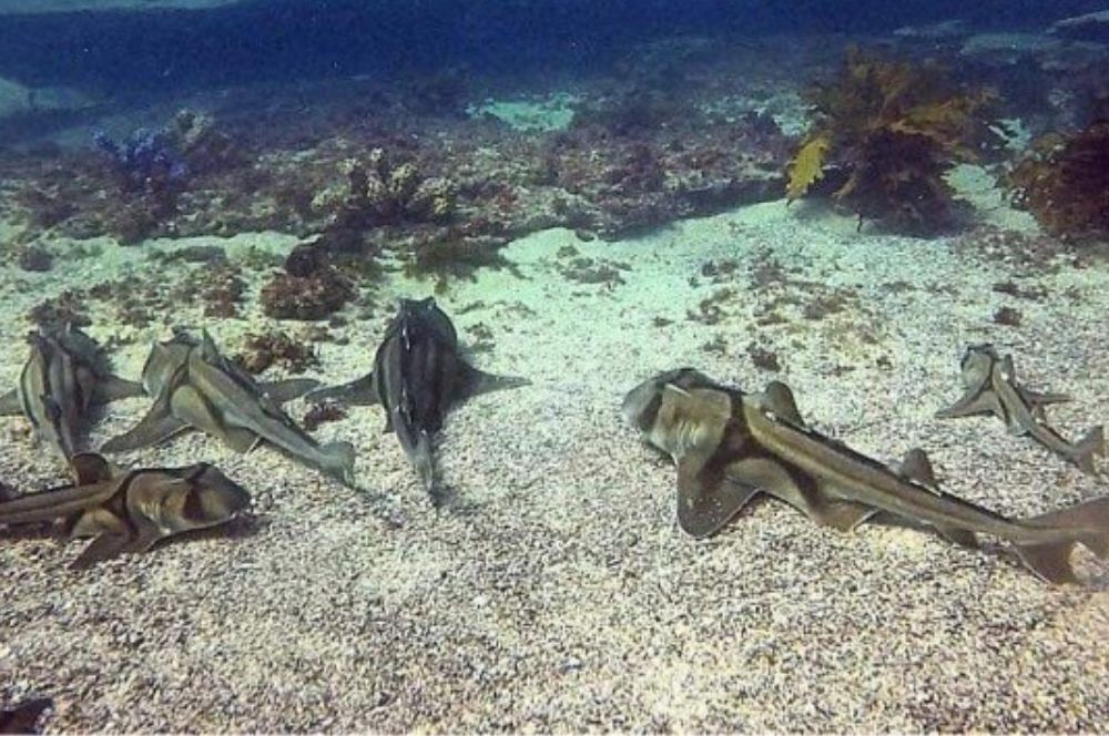 Divers checking the Port Jackson Sharks in the underwater terrain around Bare Island