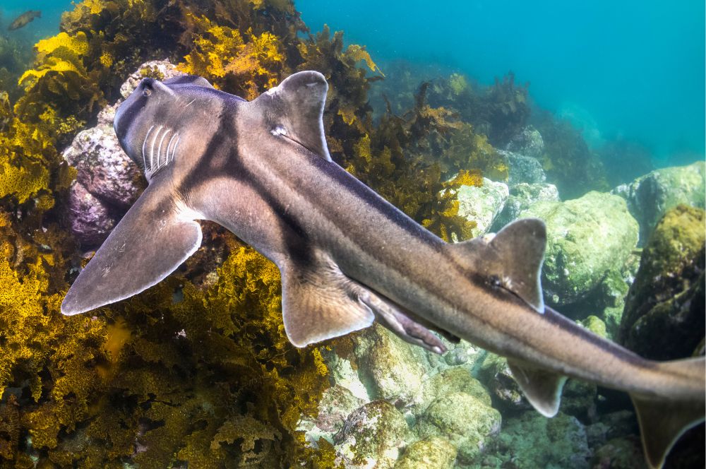 A playful Port Jackson shark swimming in the ocean