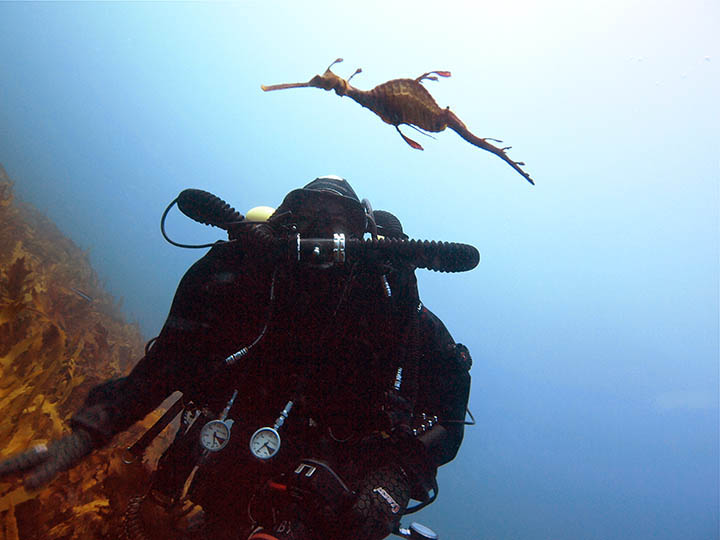 Rachael on a rebreather checking out a weedy seadragon