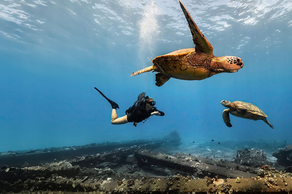 A diver on the Avelo demonstrating perfect bouyancy with sea turtles in the background
