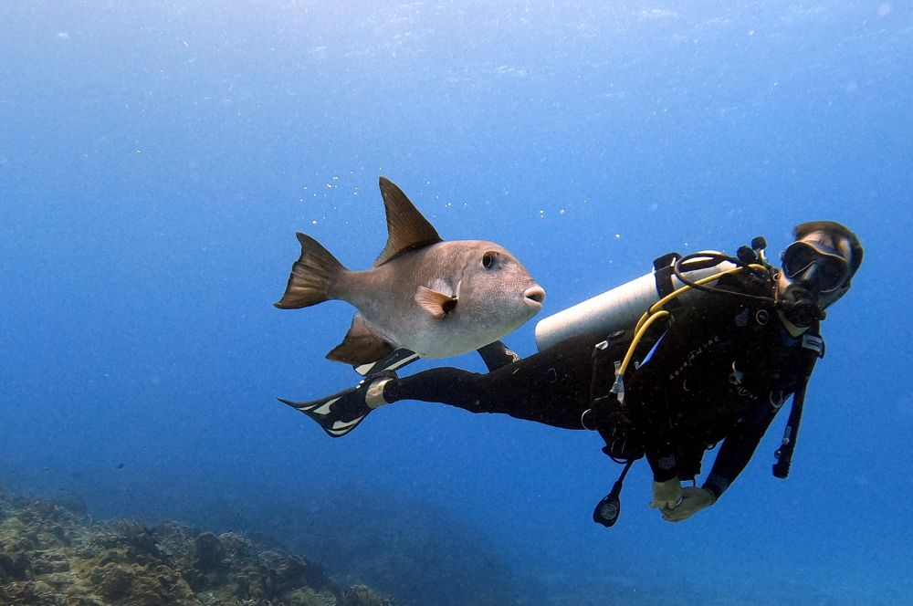A scuba diver with a wetsuit and fins exploring the underwater world