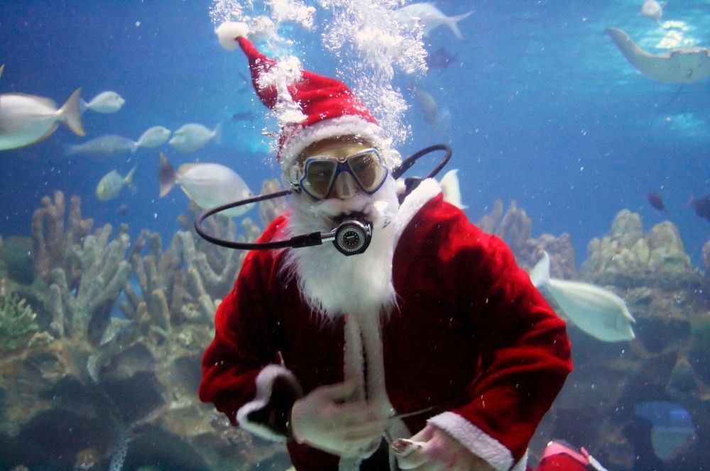 Christmas Dive