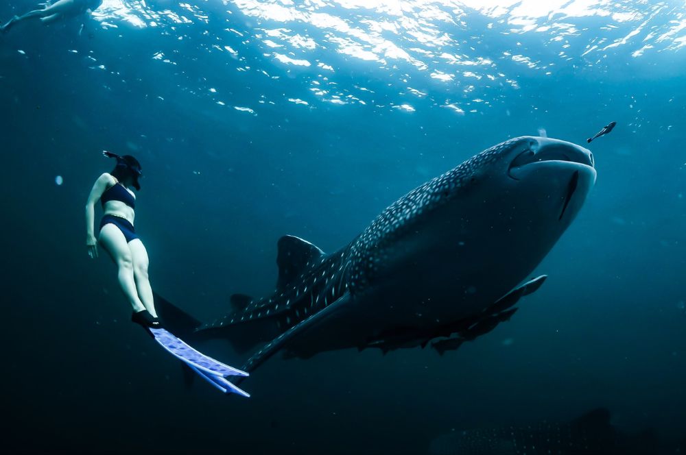 A whale shark swimming in the Ningaloo Reef
