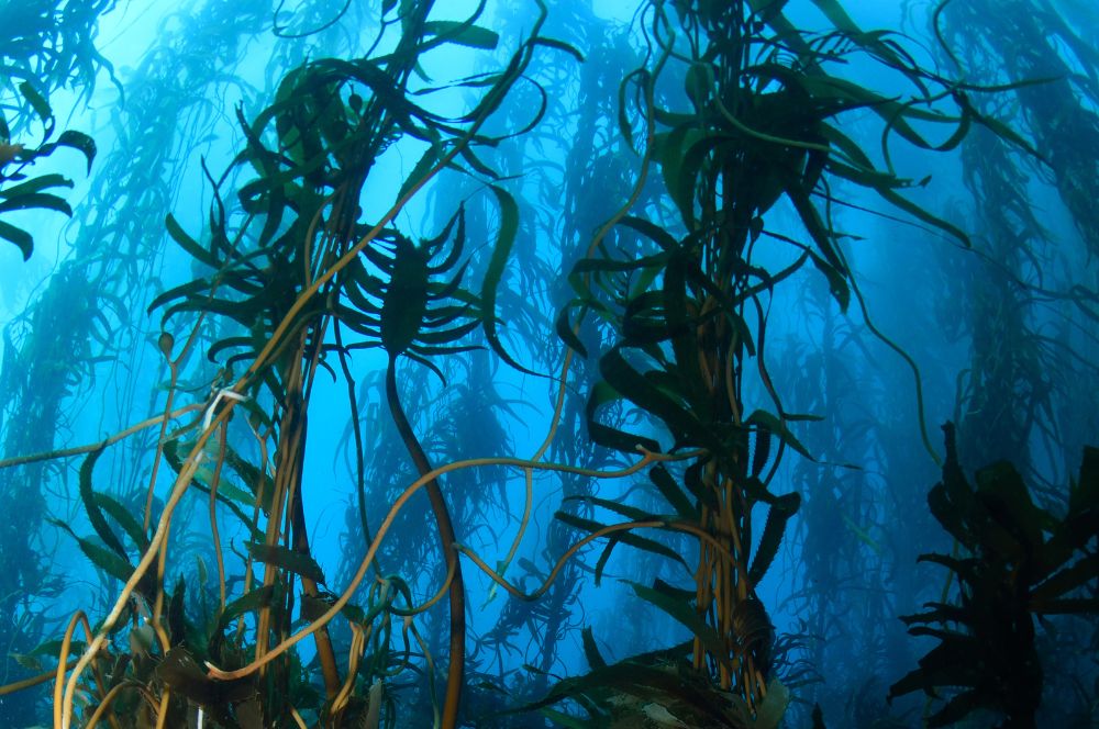 The kelp forests of Tasmania