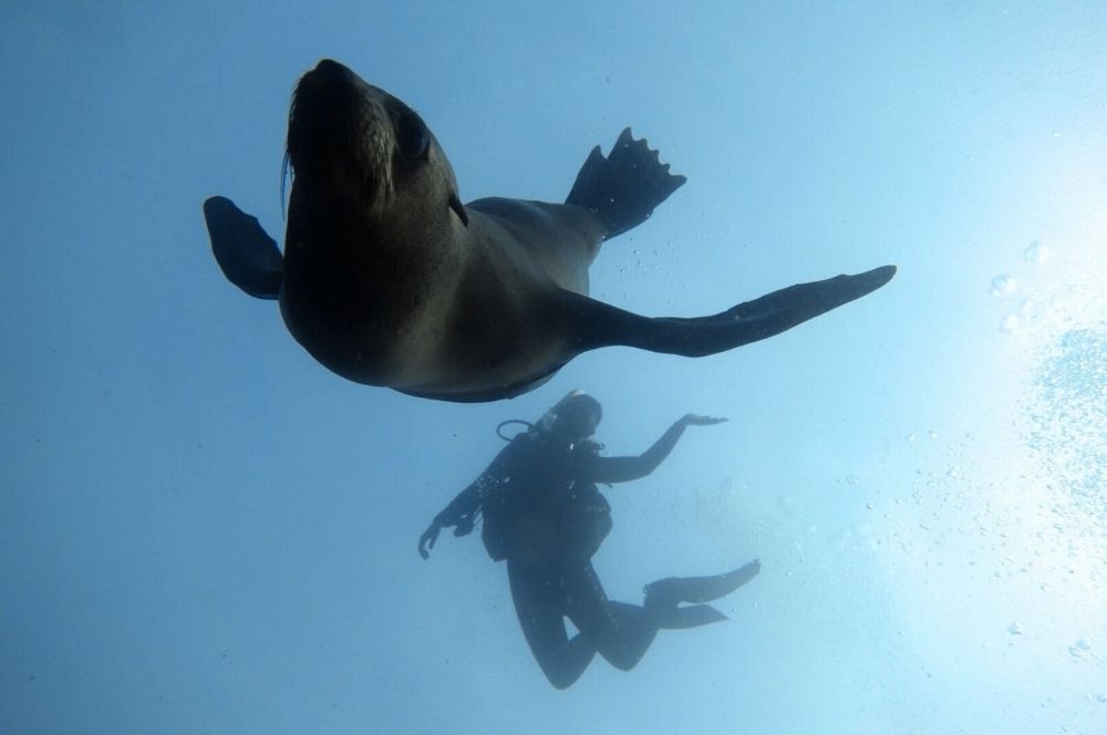 A diver swimming among sals in Sydney