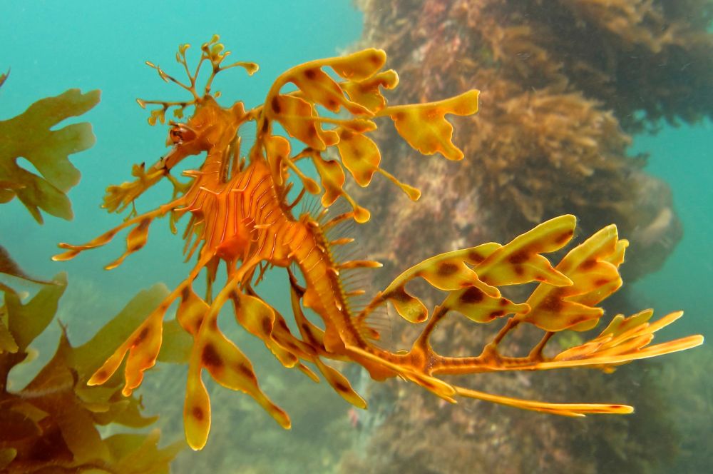 A Leafy Sea Dragon camouflaged among plants in its natural environment