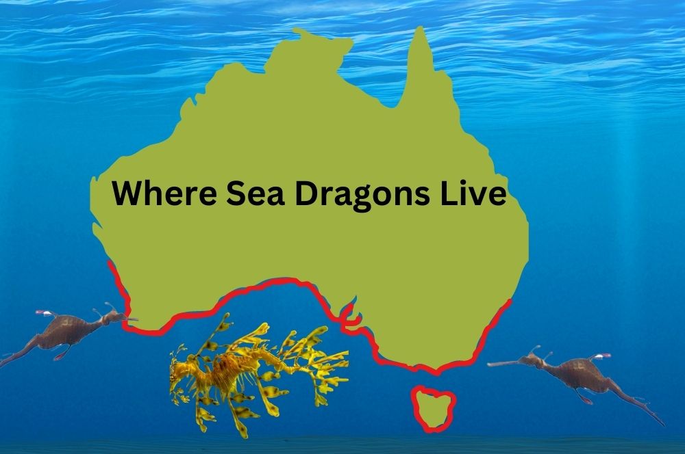 A map of Australia with diving spots known for Sea Dragon sightings