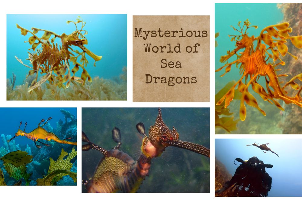 Sea Dragon Mysteries Unveiled: Ultimate Scuba Diver's Guide