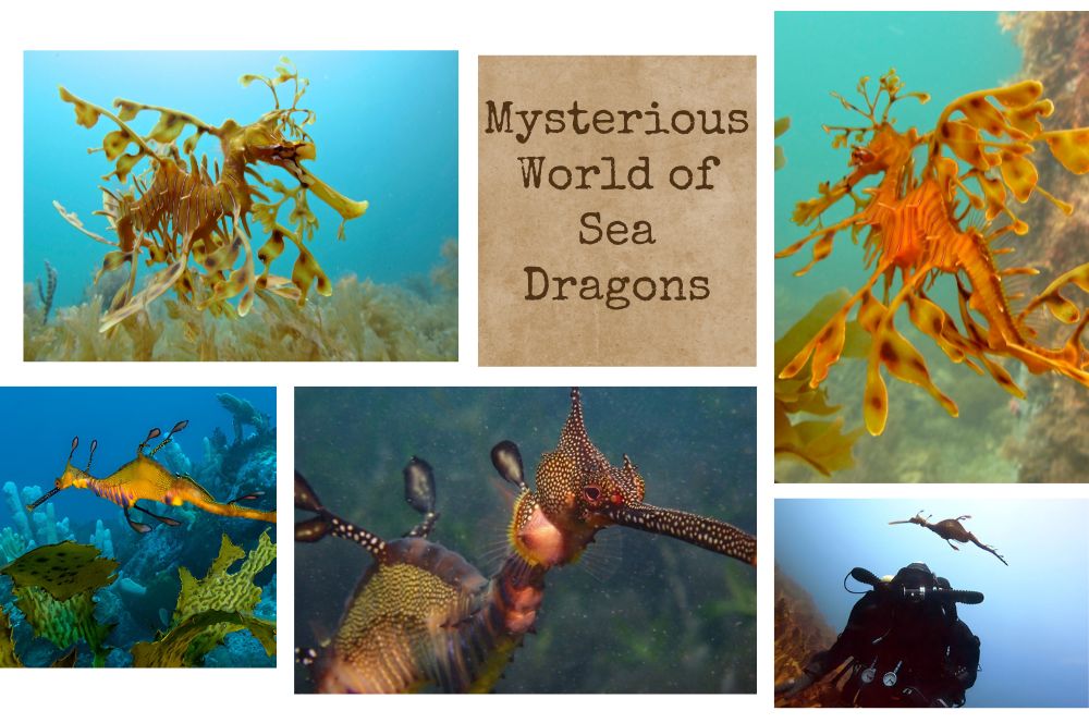 Sea-Dragons.jpg