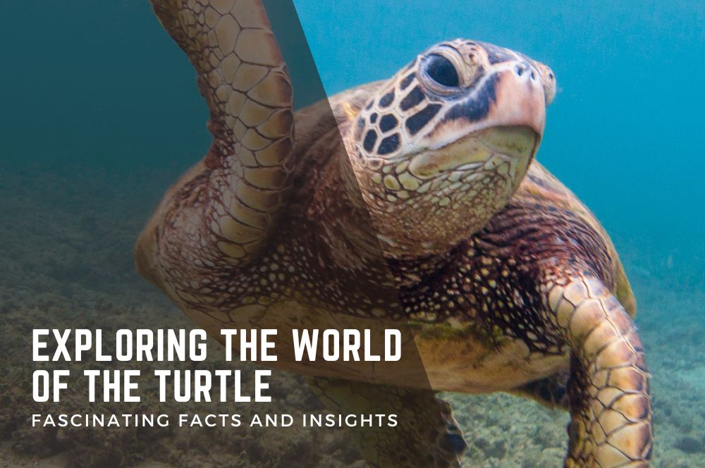 Sea Turtles In Sydney: Facts, Habitat, And Conservation Efforts