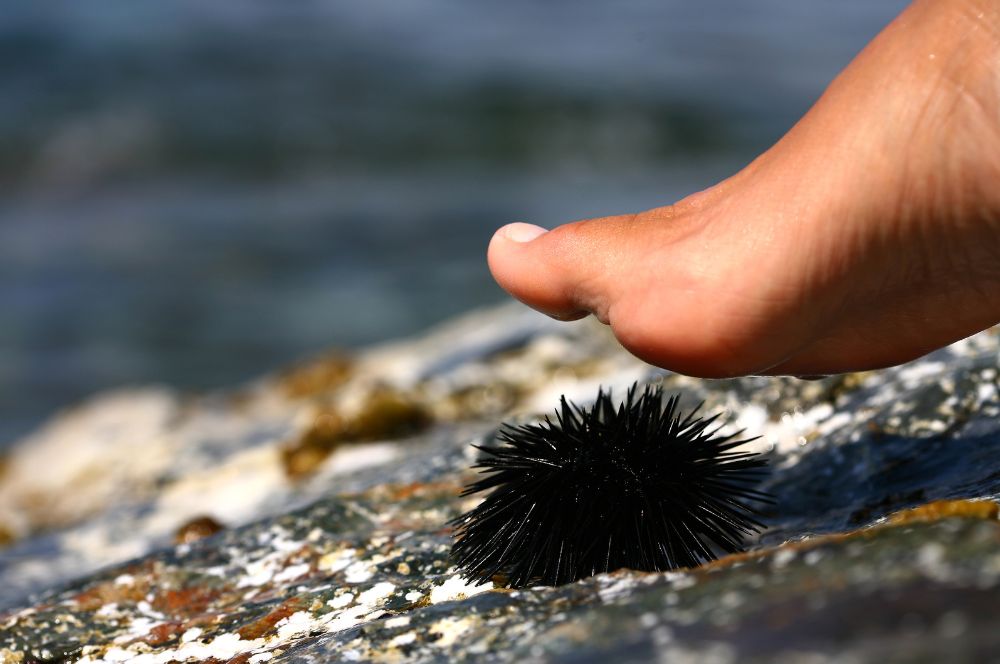 A person walking towards a sea urchin