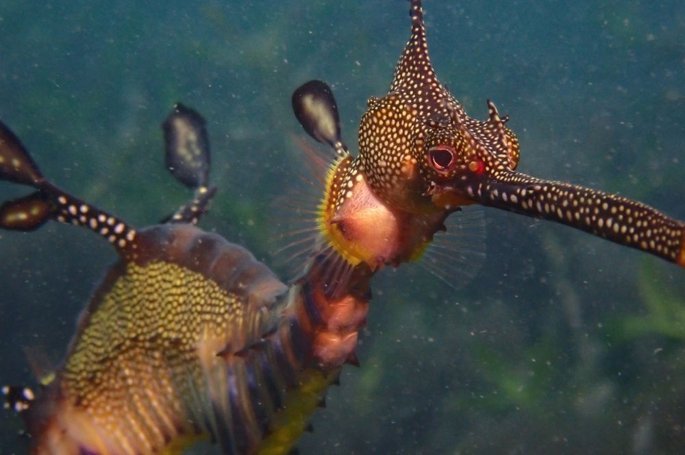 A diver swimming with Weedy Sea Dragons at Magic Point