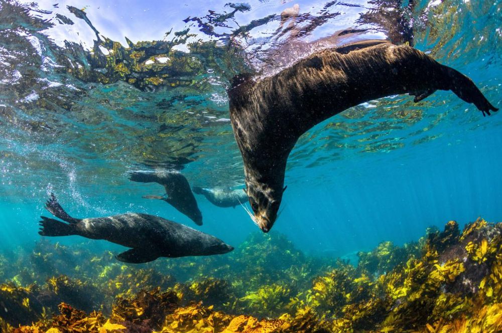 Seals in the shallows