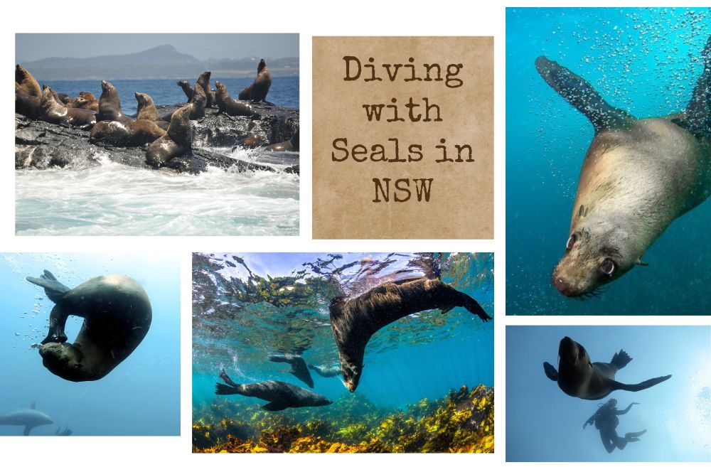 Dive with Seals in NSW: Explore Montague…
