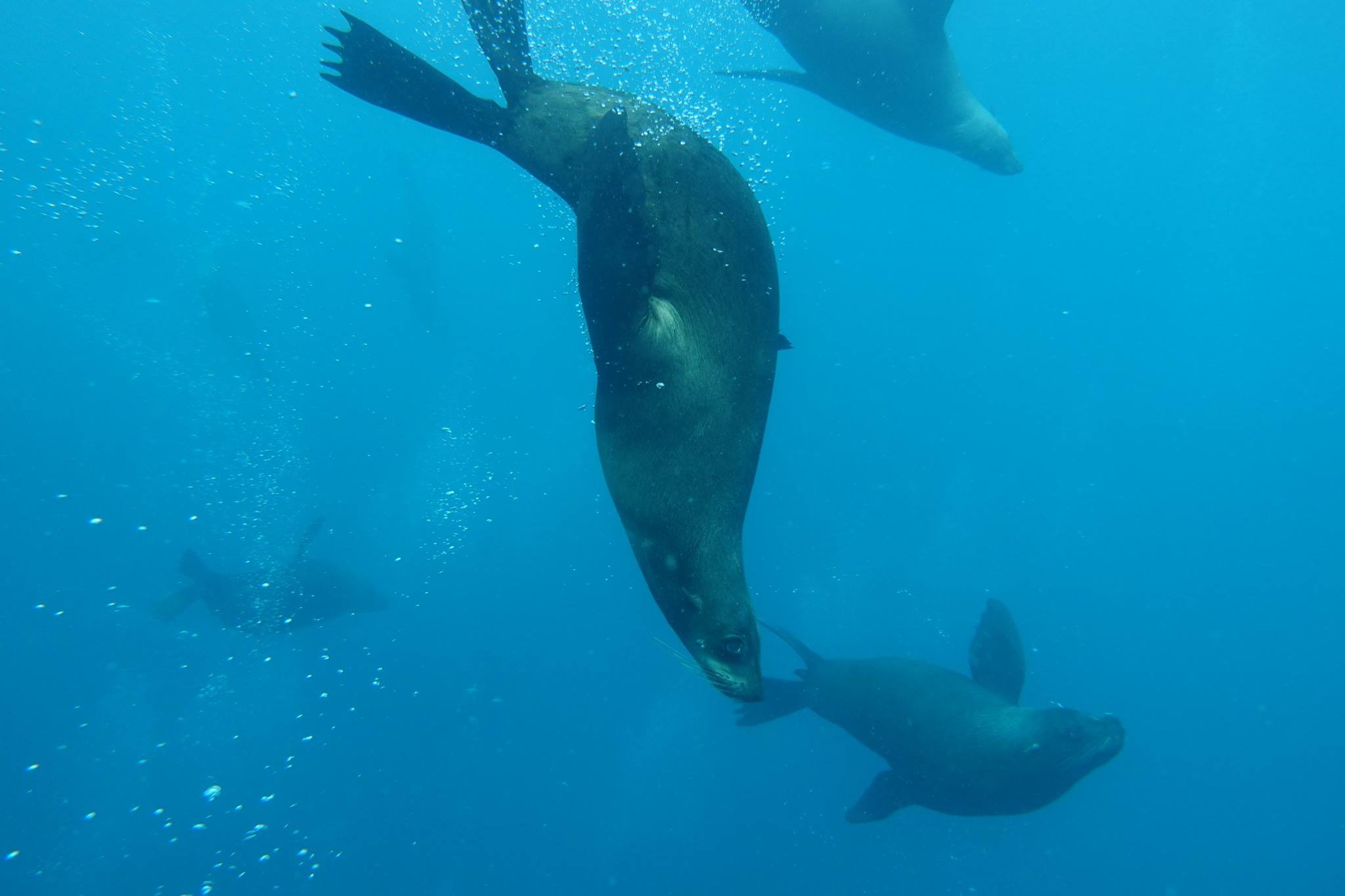 The Seals of Martin Island