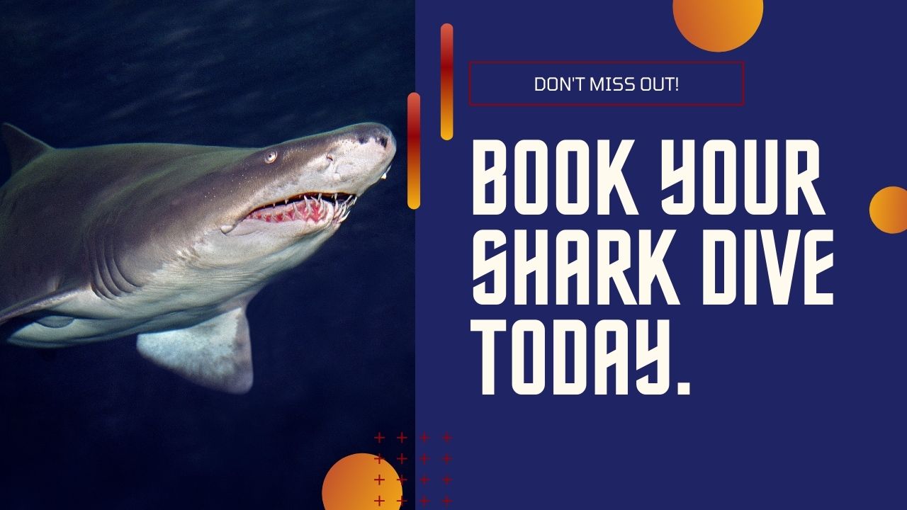 Book your shark dive today!