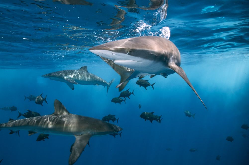 Sharks swimming among marine life