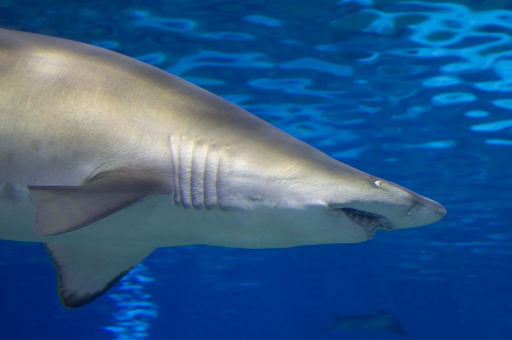 Illustration of a shark using sensory-based hunting strategies